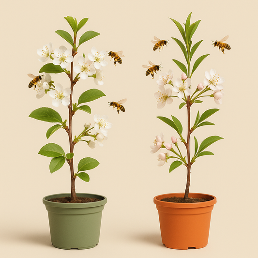 🌸 Polinización en árboles frutales: cómo saber si tu árbol necesita compañía