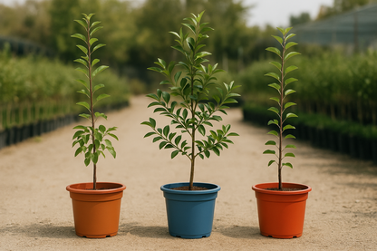 Pack Frutales Premium