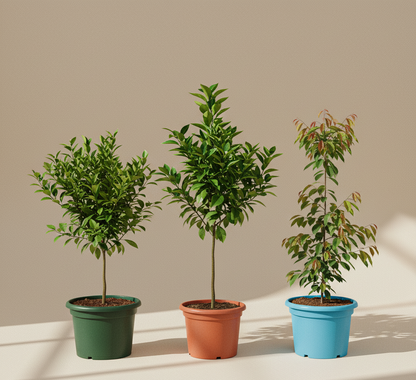 Pack Frutales Premium