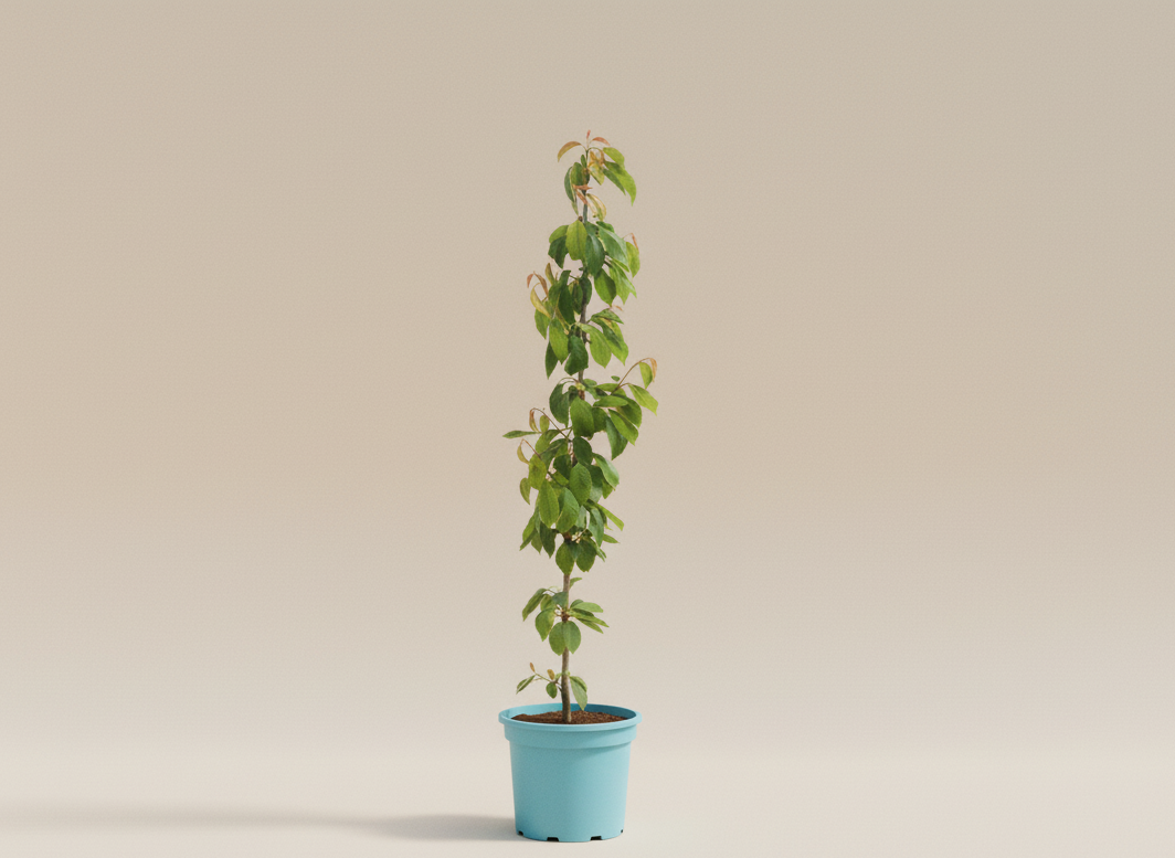 Árbol frutal idividual