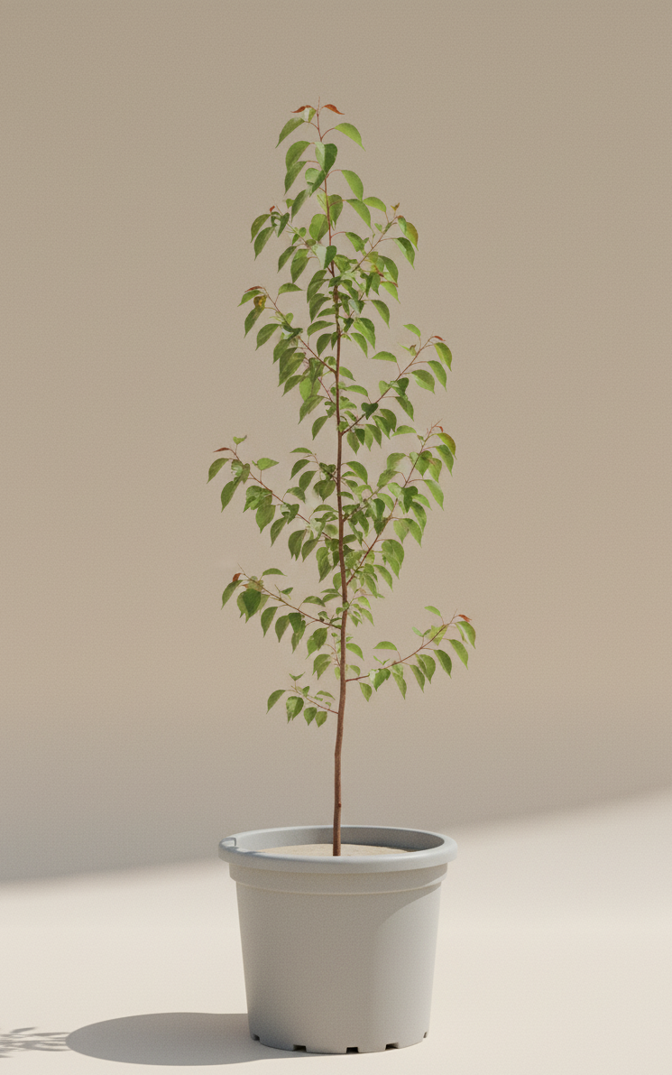 Árbol frutal idividual