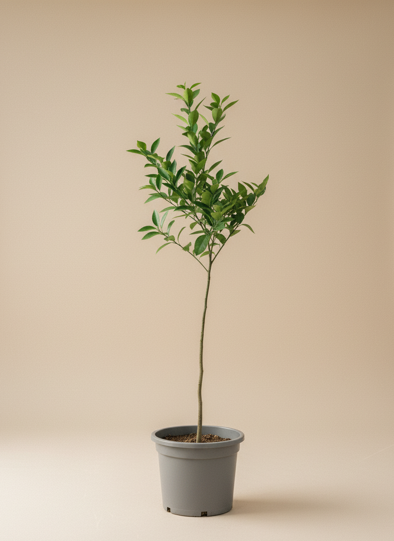 Árbol frutal idividual