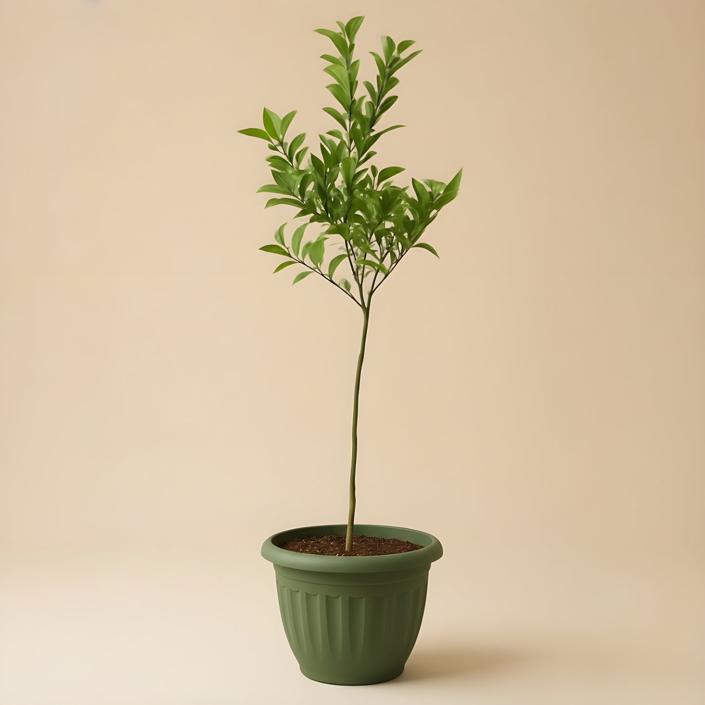 Árbol frutal idividual