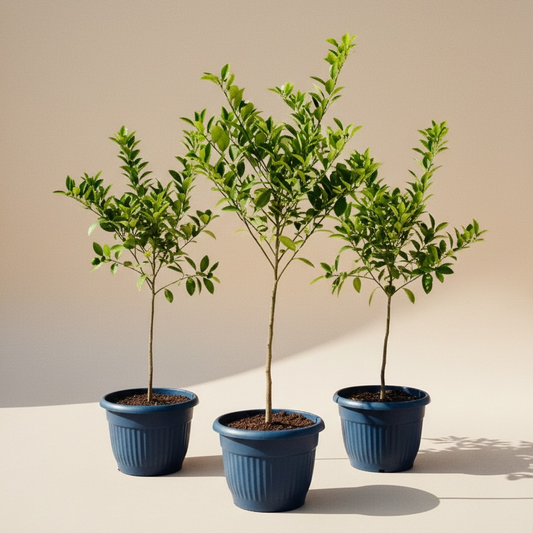 Pack Frutales Premium