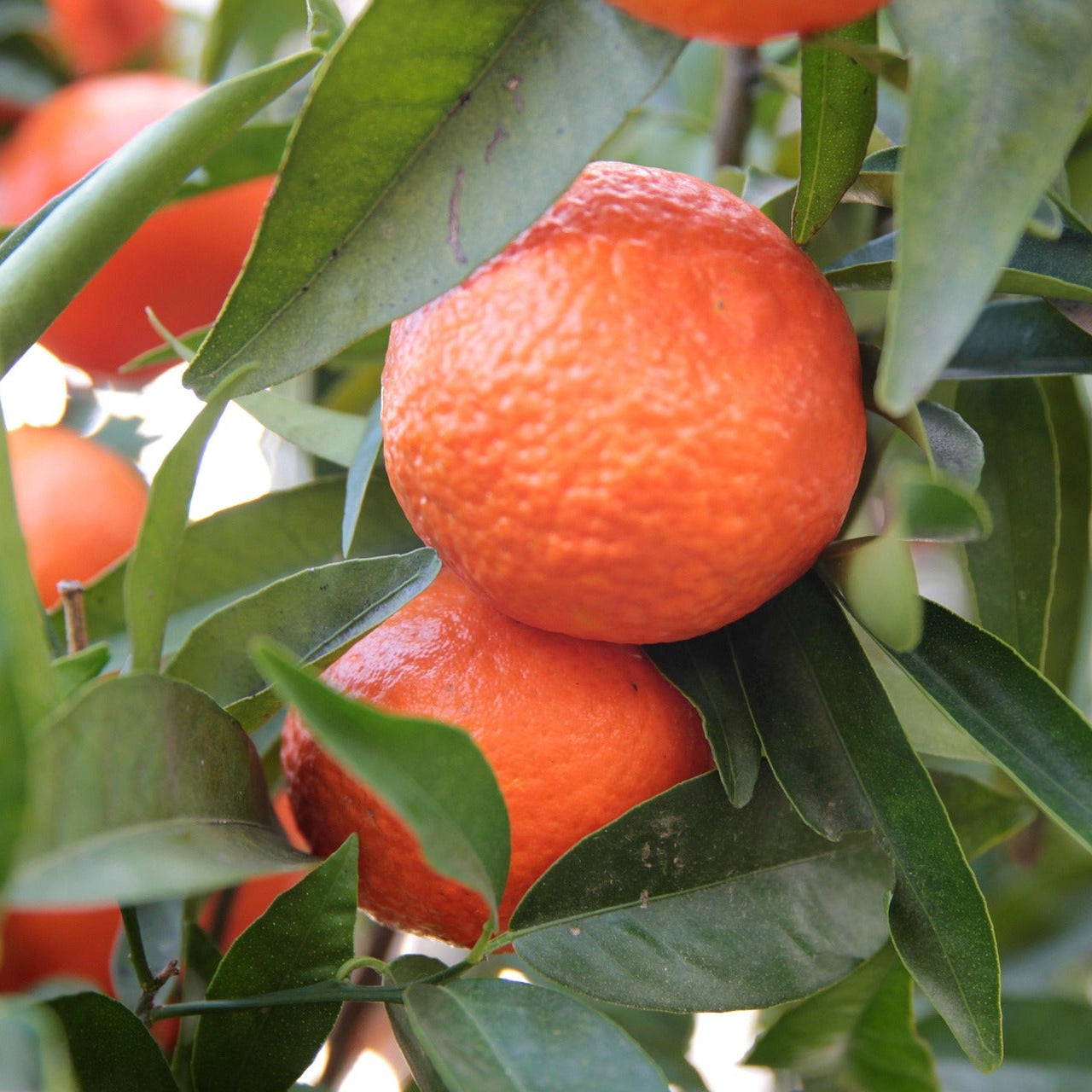 Pack Vitamina C