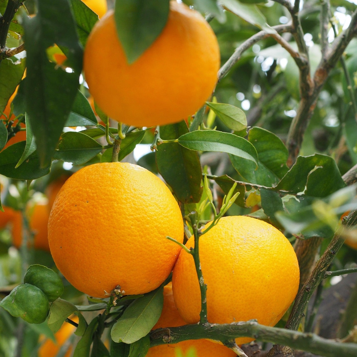 Pack Vitamina C