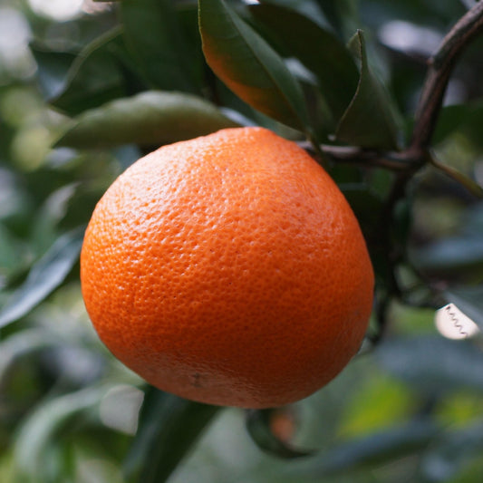 MANDARINO